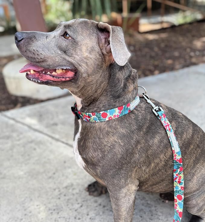 Lucky Love Dog - Easy Click Buckle Dog Collar with Leash Set Combo, Durable & Comfortable for Male & Female Dogs, Pet Collar for Medium Dogs, Secure Fit - Ginny Combo, Medium