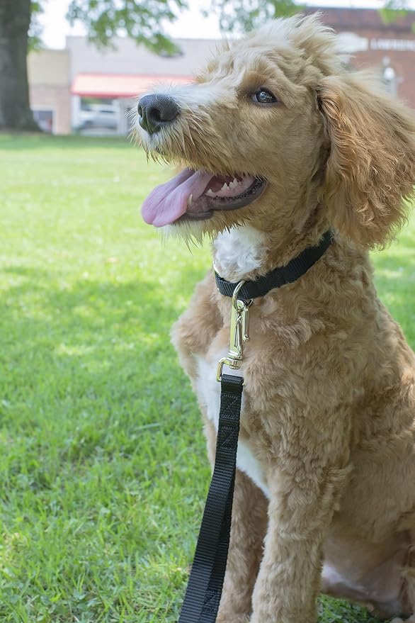 Country Brook Petz - Everyday Nylon Dog Collar and Leash - 10+ Cool Colors (3/8 Inch, 2XS, Black)