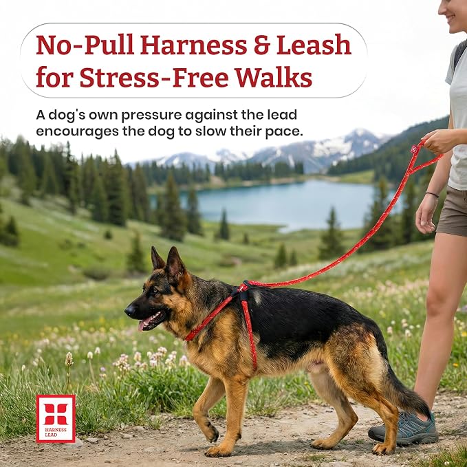 Harness Lead No Pull Dog Harness and Leash Set, Anti Pull Dog Harness for All Breeds and Sizes, One-Piece Cushioned Rope Design Safely Prevents Escaping and Pulling (Medium/Large, Orange/Reflective)