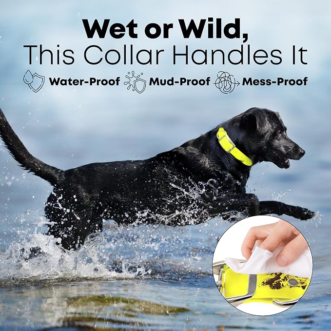 Regal Dog Products Small Yellow Waterproof Dog Collar and Leash Set | Heavy Duty Double Buckle & D Ring - 5'ft Leash | Adjustable Biothane Dog Collar | Chew Resistant Waterproof Collar for Dogs
