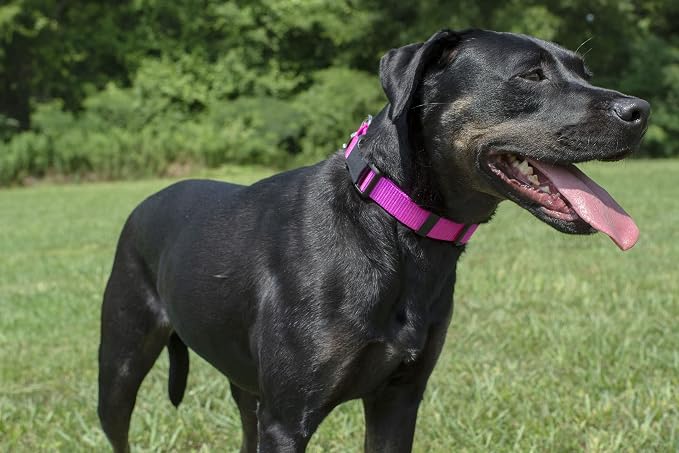 Country Brook Petz - Everyday Nylon Dog Collar and Leash - 10+ Cool Colors (1 Inch, Extra Large, Fuchsia)