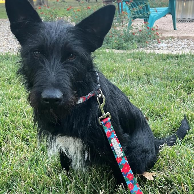 Lucky Love Dog - Adjustable Dog Collar with Easy Click Noel for Small Dogs, Durable, & Comfortable for Male & Female Dogs, Pet Collar for Puppies & Adult Dogs - Noel, Small