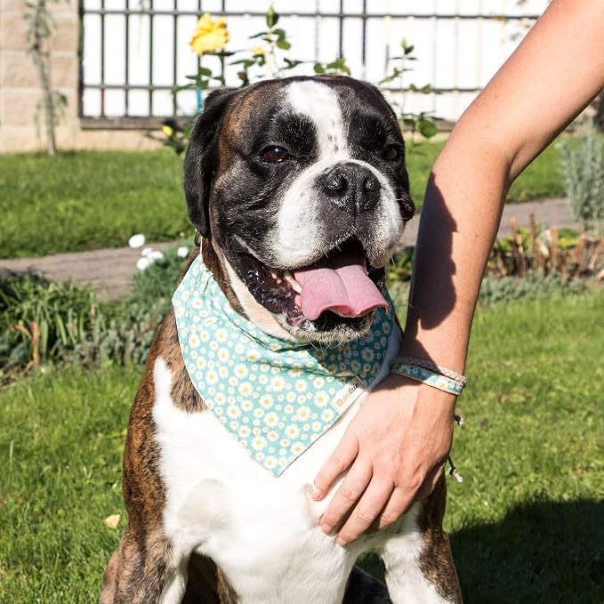 Pettsie Hemp Dog Bandana Collar & Matching Owner Friendship Bracelet | Adjustable, Durable Hemp, Soft & Comfortable, Secure D-Ring, Matching Friendship Bracelet, Green