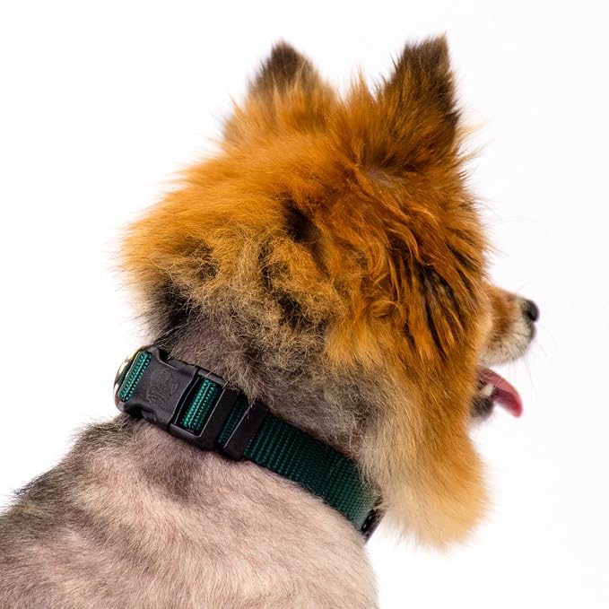Country Brook Petz - Everyday Nylon Dog Collar and Leash - 10+ Cool Colors (3/8 Inch, 2XS, Green)
