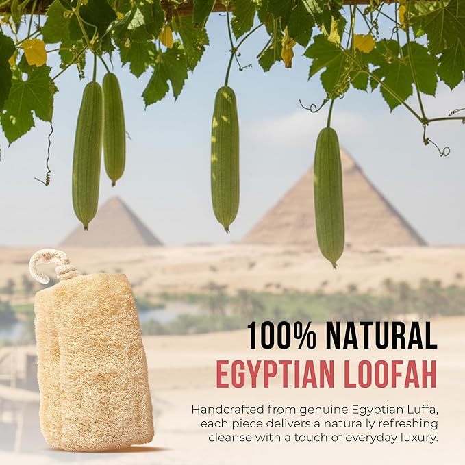 Natural Loofah Sponge – Egyptian Luffa Body Scrubber Pack of 1 for Men & Women, Natural Bath & Shower Loofah Exfoliator, All Natural Loofah Sponges for Face Back & Body, 6" x 6"