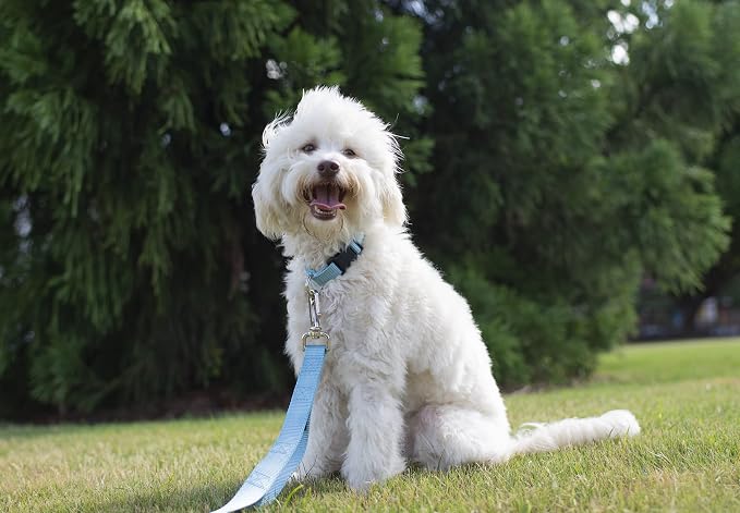 Country Brook Petz - Everyday Nylon Dog Collar and Leash - 10+ Cool Colors (3/8 Inch, 2XS, Ocean Blue)