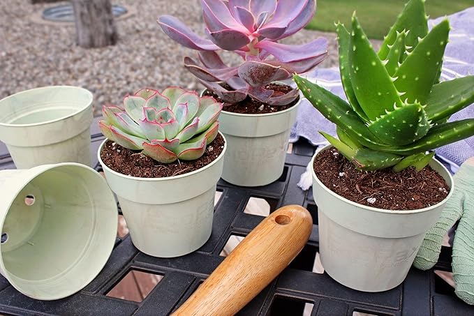 The HC Companies Biopax 4 Inch Eco-Friendly, Biodegradable Plant Pots - Perfect for Seed Starting or Vegetables (Set of 6)