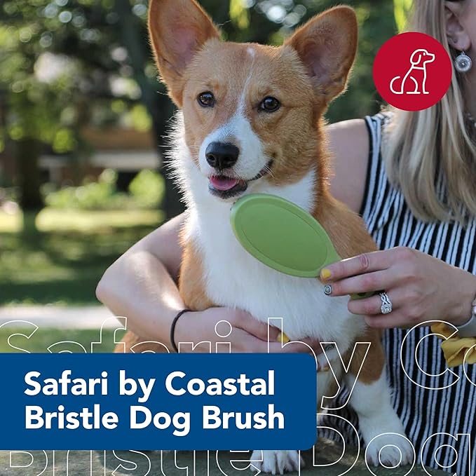 Coastal Safari Bristle Dog Brush - Gentle Grooming Brush for All Coat Types - Removes Dog Hair & Offers Natural Oil Distribution - Small