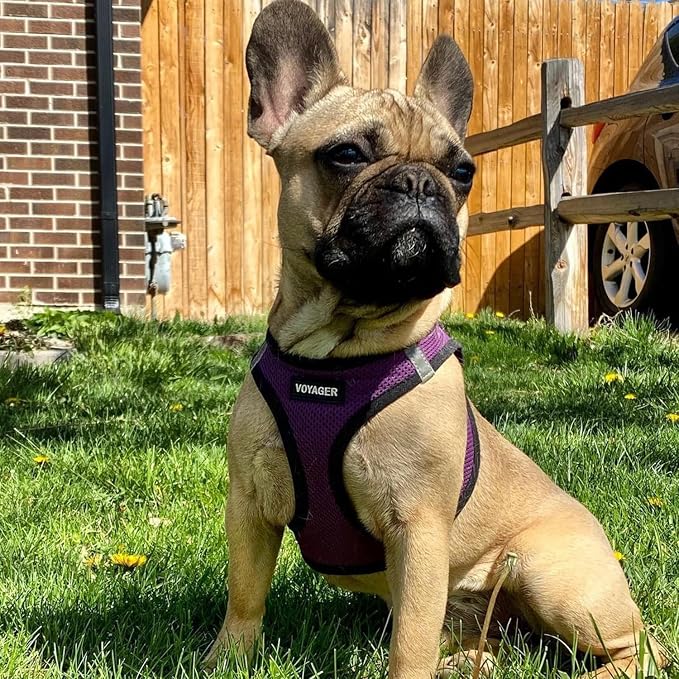 Best Pet Supplies Voyager Step-in Air All Weather Mesh Harness and Reflective Dog 5ft Leash Combo with Neoprene Handle, for Small, Medium and Large Breed Puppies - Purple/Black Trim, X-Small