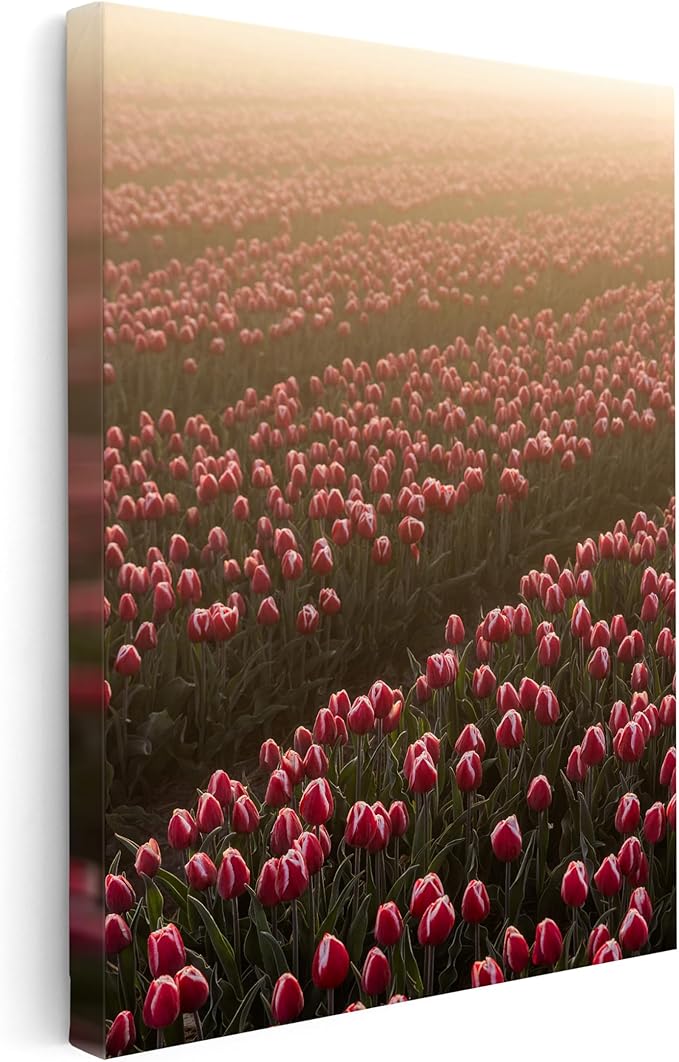 Monem Art Golden Tulip Field Sunset Photography Print - Romantic Spring Landscape Art Poster - Wall Decor for Living Room, Bedroom or Office - 24x32 STRETCHED CANVAS Wall Art by Mareike Bohmer