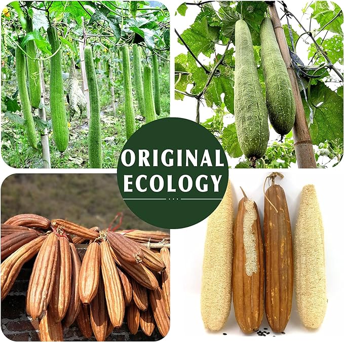 YIQINGJIE Natural Loofah Sponge Exfoliating Body Scrubber(4 Packs),Made with Eco-Friendly and Biodegradable Soft Shower Luffa Sponge, Loofah for Women and Men, Brown