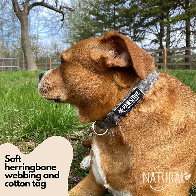 Pawsitive Wool Dog Collar - Hypoallergenic Dog Collar, Great Dog Collar for Sensitive Skin, Soft Collar for Dogs, Soft Organic Dog Collar Eco-Friendly (Large, Gray & Leash)