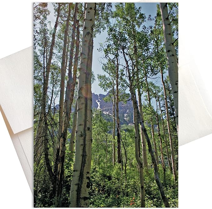 Tall Trees Boxed Note Cards – Aspen Grove Spring Photo, 8 Premium A7 Recycled Stationery with Envelopes