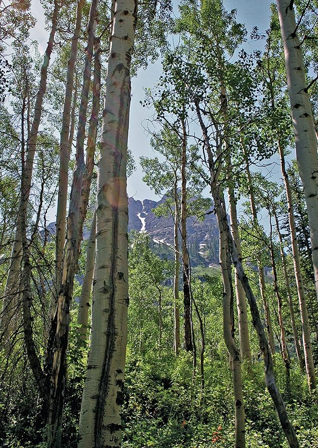 Tall Trees Boxed Note Cards – Aspen Grove Spring Photo, 8 Premium A7 Recycled Stationery with Envelopes